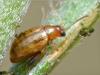Longitarsus strigicollis
